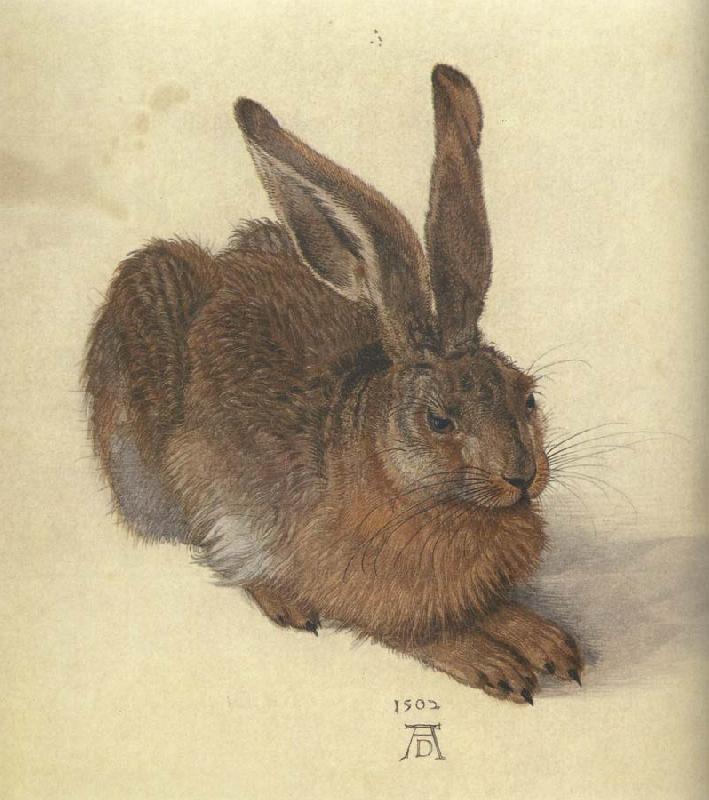 Albrecht Durer A Young Hare oil painting image